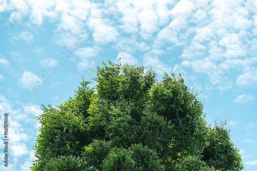 風に揺れる木の葉と空と雲