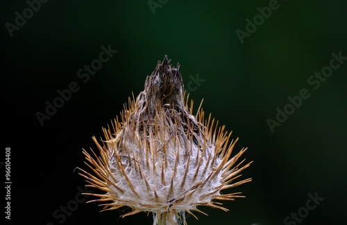 gewöhnliche Eselsdistel photo