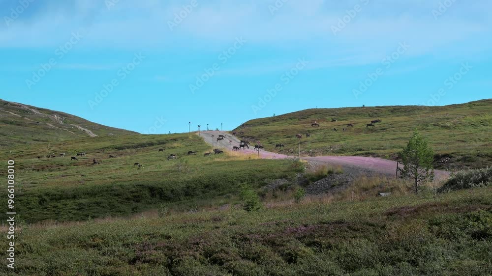 A herd of majestic reindeer gracefully crosses the road, grazing and exploring the lush landscapes of Idre Dalarna Sweden, under the clear blue sky A herd of majestic reindeer gracefully crosses the road, grazing and exploring the lush landscapes of Idre Dalarna Sweden, under the clear blue sky
