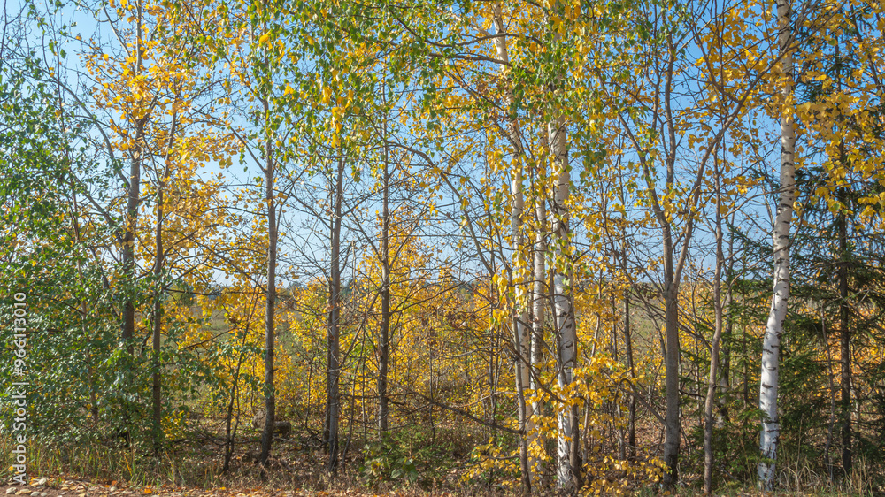 Rural dirt road in autumn. In autumn, trees with yellowed leaves grow along the country road. Trees with yellow leaves and a blue sky. Traveling by car in rural areas. Rural dirt road in autumn. In autumn, trees with yellowed leaves grow along the country road. Trees with yellow leaves and a blue sky. Traveling by car in rural areas.