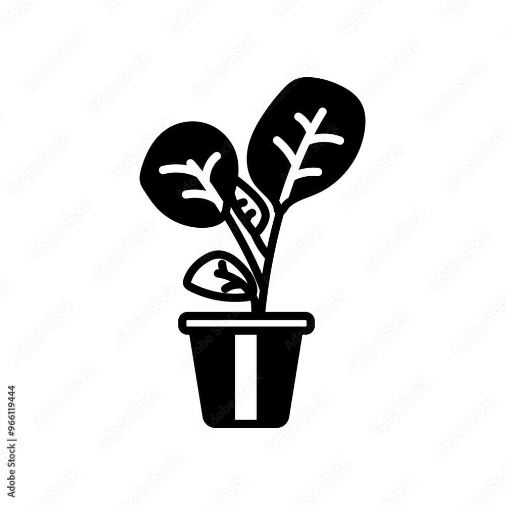 Cabbage Plant Glyph Icon, Vector illustration Cabbage Plant Glyph Icon, Vector illustration