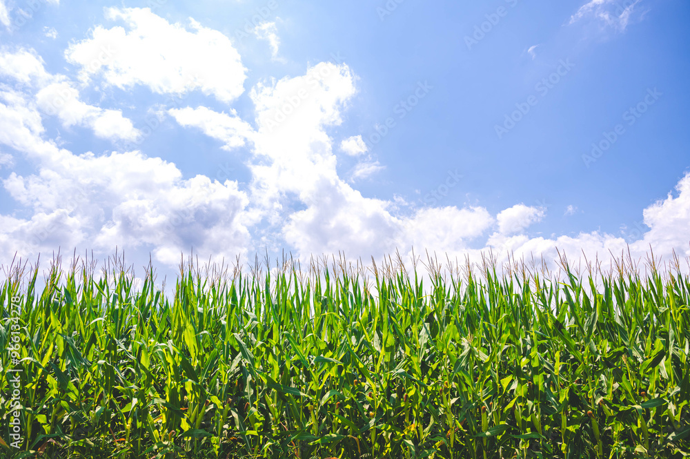 Obraz premium 夏空とデントコーン畑