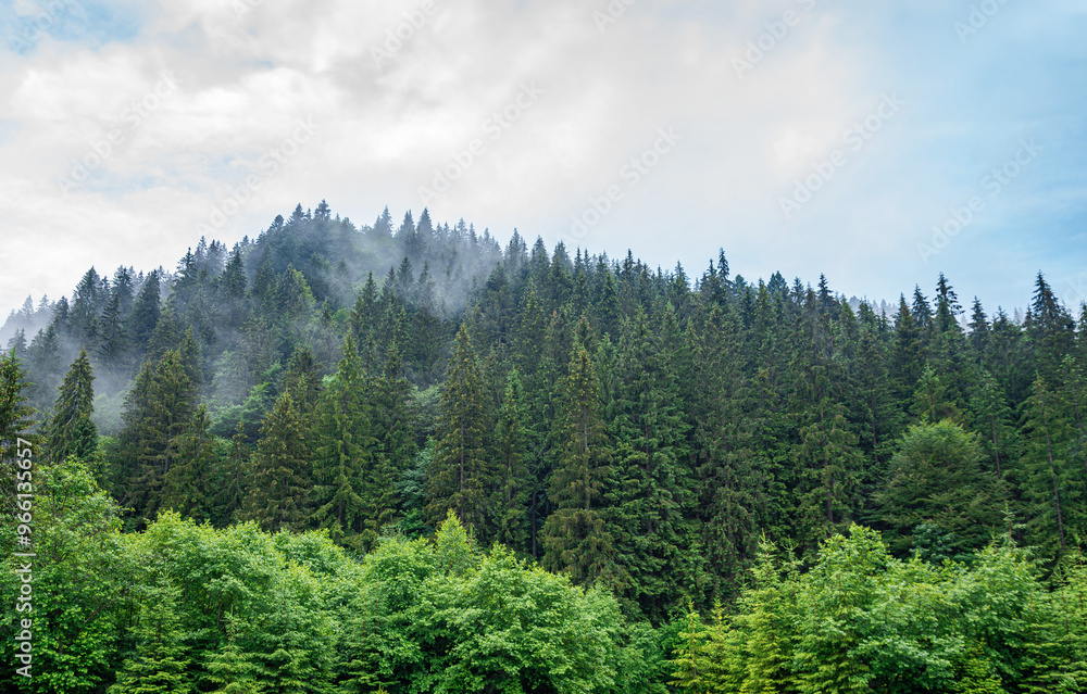 Fir trees on a mountain against the backdrop of a foggy mystical forest. Fir trees on a mountain against the backdrop of a foggy mystical forest.