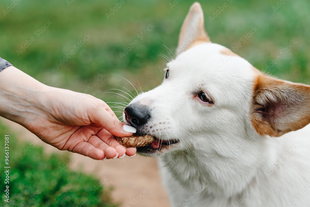 red and white Welsh Corgi Pembroke sits on trail in park with green grass in sunny summer day, takes tasty food and eats from owner hand, walking in park, dogwalking concept red and white Welsh Corgi Pembroke sits on trail in park with green grass in sunny summer day, takes tasty food and eats from owner hand, walking in park, dogwalking concept