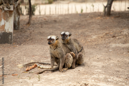 Cute brown lemur (Eulemur fulvus) with orange eyes. photo