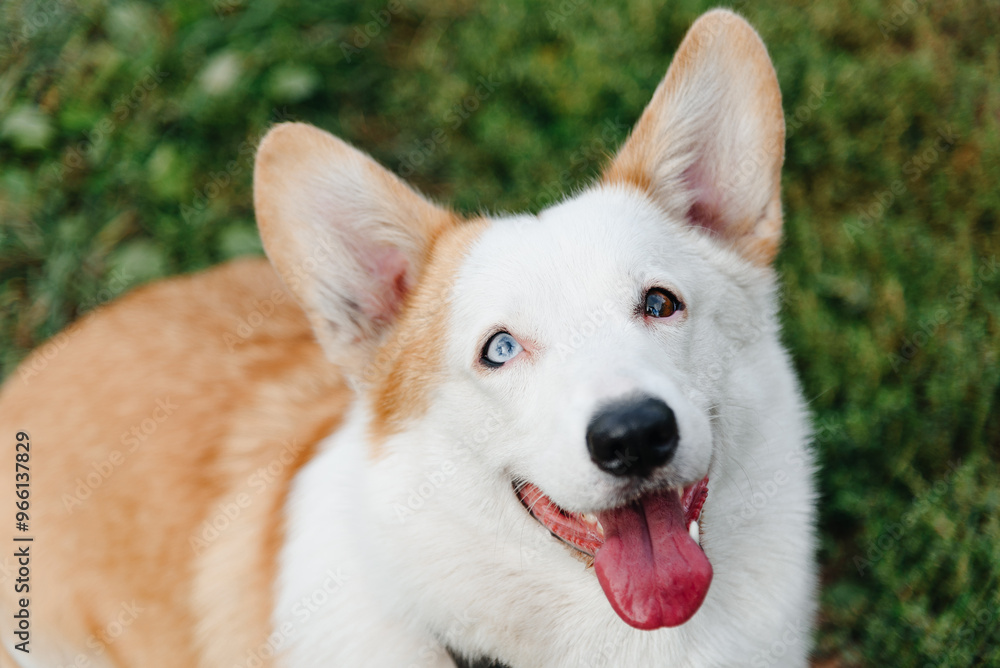 red and white Welsh Corgi Pembroke with heterochromia sits on trail in park with green grass in sunny summer day, looks up at owner, walking in park, dogwalking concept red and white Welsh Corgi Pembroke with heterochromia sits on trail in park with green grass in sunny summer day, looks up at owner, walking in park, dogwalking concept