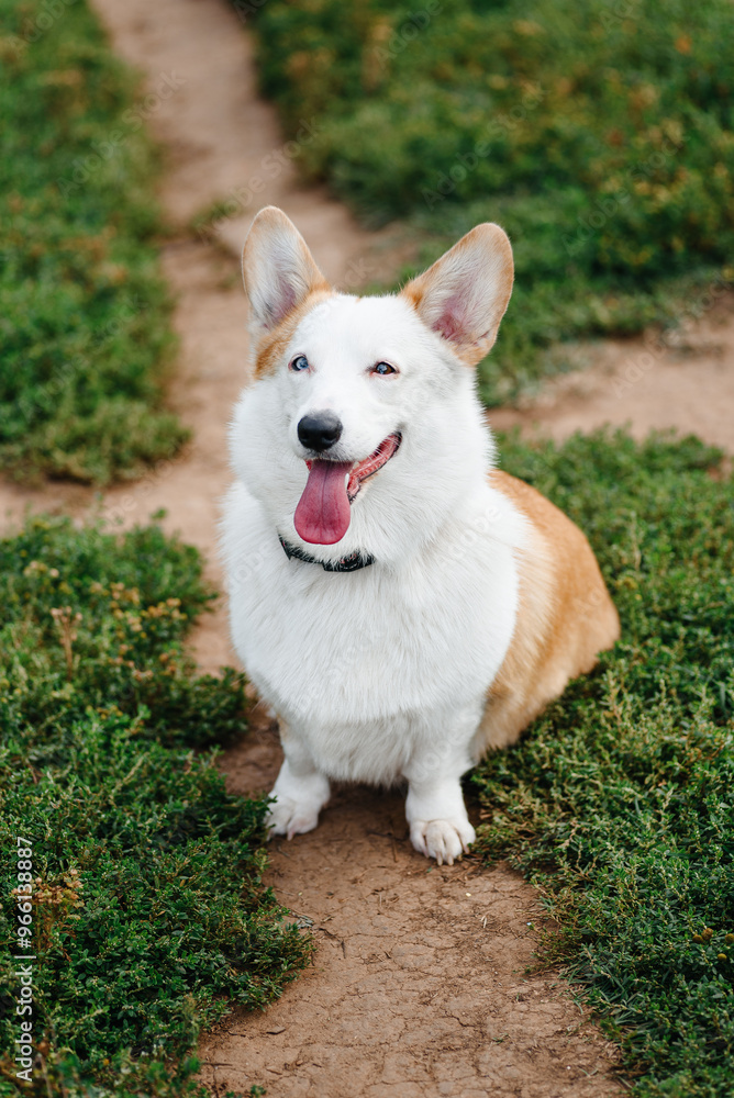 red and white Welsh Corgi Pembroke with heterochromia sits on trail in park with green grass in sunny summer day, looks up at owner, walking in park, dogwalking concept red and white Welsh Corgi Pembroke with heterochromia sits on trail in park with green grass in sunny summer day, looks up at owner, walking in park, dogwalking concept