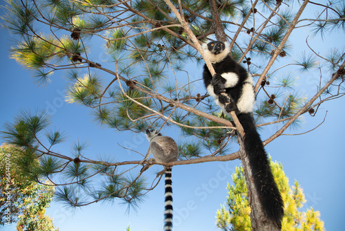 black and white ruffed lemur in natural habitat, Madagascar photo