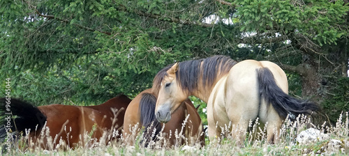 Magnifiques chevaux rencontrés aux Rousses dans le Jura en France photo