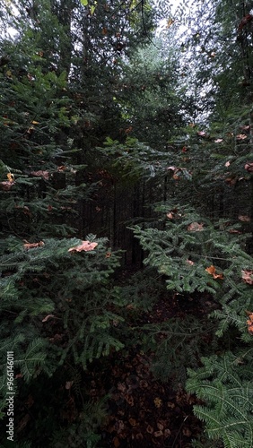 Dark forest entrance, Irondale River, Ontario photo