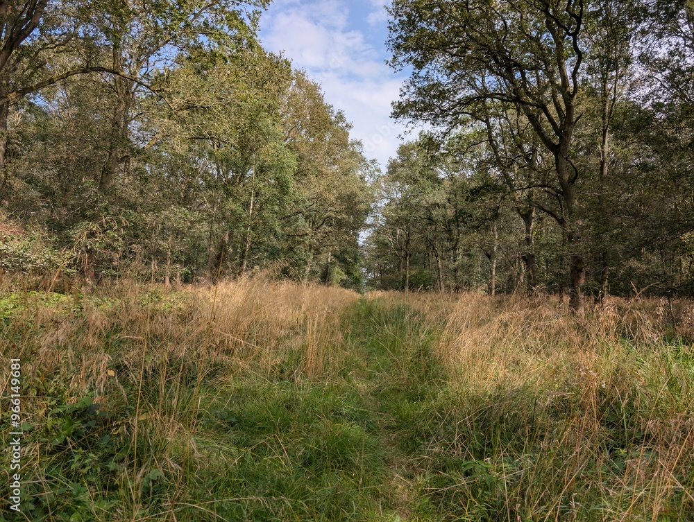 Forested woodland areas in summer UK Europe trees green and blooming Forested woodland areas in summer UK Europe trees green and blooming
