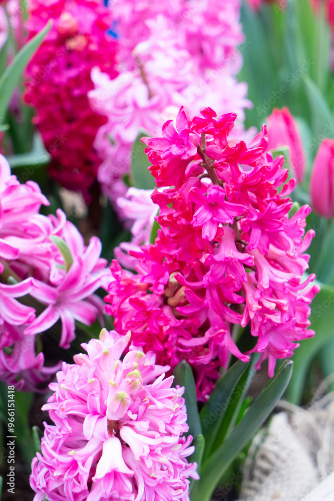 Famouse dutch hyacinth flowers field close up Famouse dutch hyacinth flowers field close up