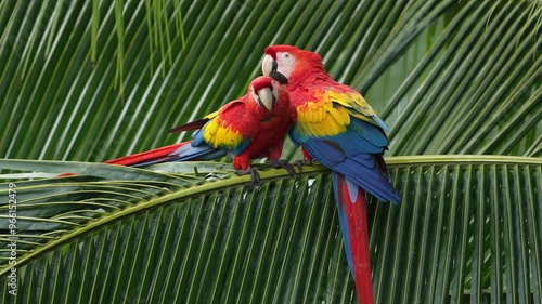 Nature Costa Rica. Pair of big Scarlet Macaws, Ara macao, two birds sitting on the palm leave, Costa rica. Wildlife love scene from tropical forest. Two beautiful parrots on tree branch in habitat.
