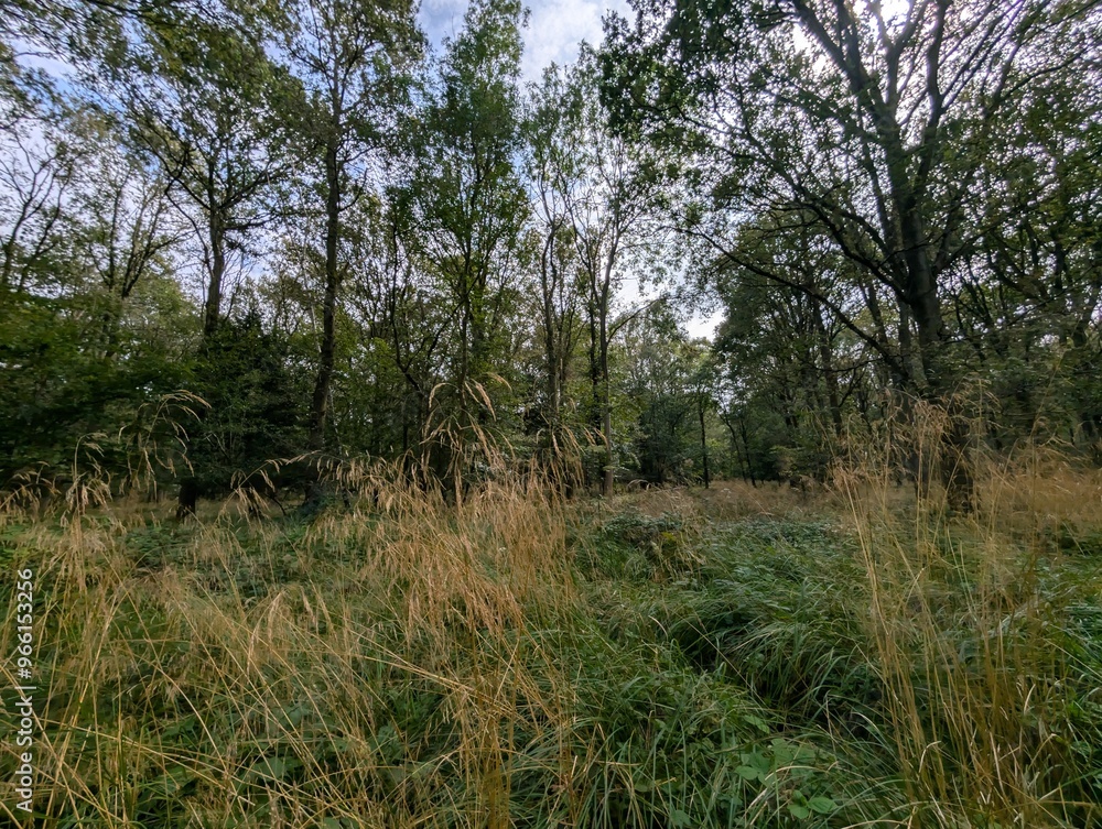 Forested woodland areas in summer UK Europe trees green and blooming Forested woodland areas in summer UK Europe trees green and blooming
