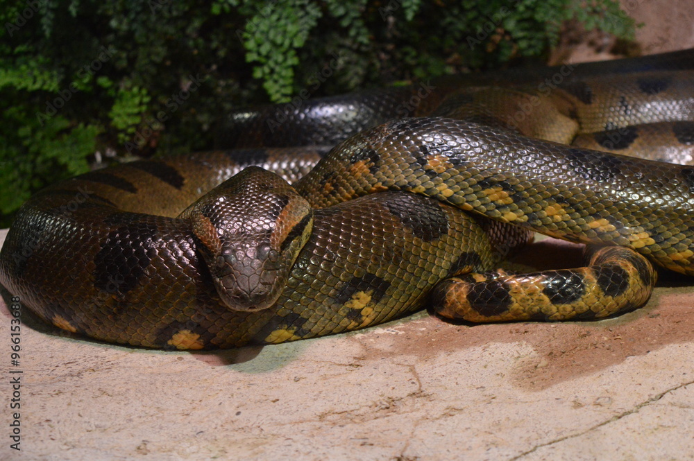 Gefährliche Schlange