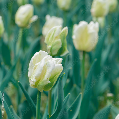 Amazing  white tulip flowers blooming in a tulip field, against the backgroun...