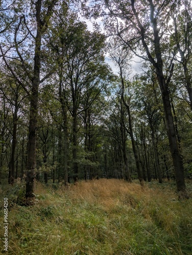 Forested woodland areas in summer UK Europe trees green and blooming 