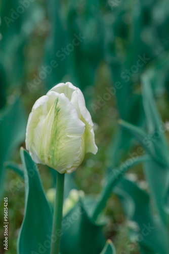 White flower. Amazing  white tulip flowers blooming in a tulip field, against...