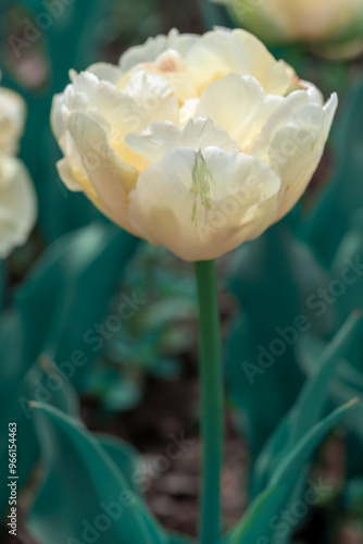 Amazing  white tulip flowers blooming in a tulip field, against the backgroun...