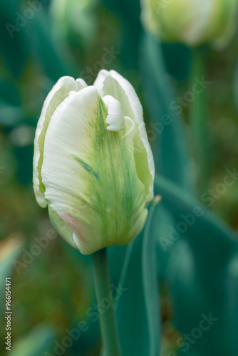 Amazing  white tulip flowers blooming in a tulip field, against the backgroun...