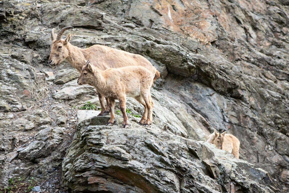mountain goat on a rock in the mountains mountain goat on a rock in the mountains