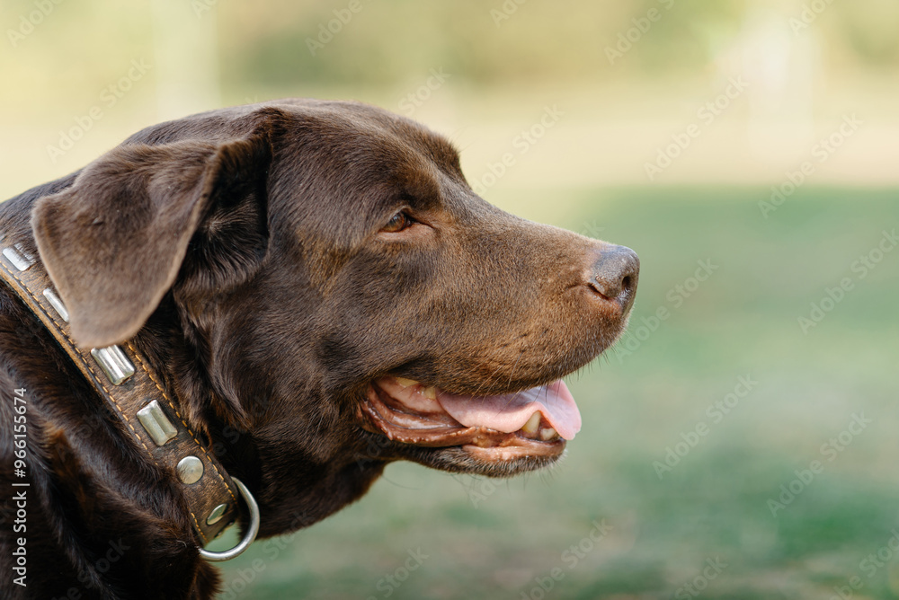 brown labrador at walk outdoors in park, tongue out, profile photo of muzzle, dogwalking concept