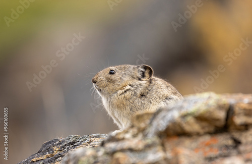 Collared Pika in Autumn in Denali National Park Alaska