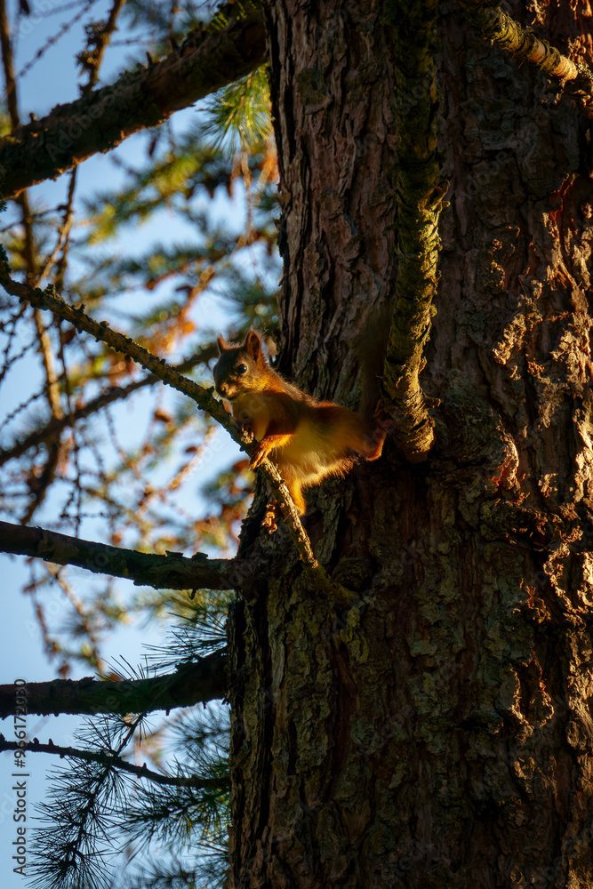 While climbing a tree to get to its babies, this red squirrel is lit in golden light While climbing a tree to get to its babies, this red squirrel is lit in golden light
