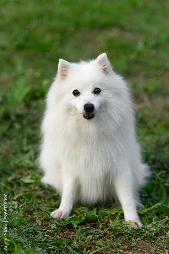 white Japanese Pomeranian Spitz looks forward on walk in park, dogwalking concept white Japanese Pomeranian Spitz looks forward on walk in park, dogwalking concept