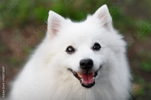 white Japanese Pomeranian Spitz looks up at owner on walk in park, dogwalking concept