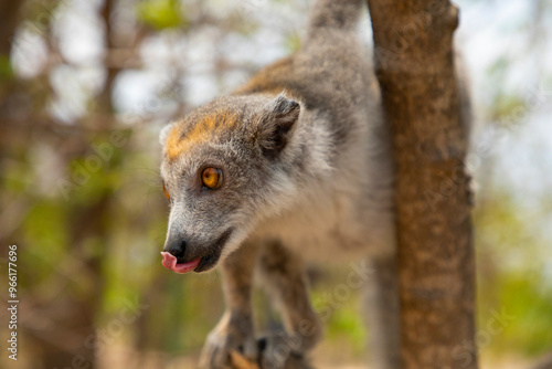 grey crowned lemur eating fruit photo