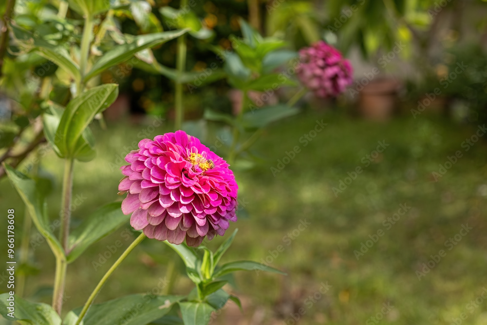Common zinnia (Zinnia elegans Jacq.) in Izmir, Turkey Local name: Dirty lady flower