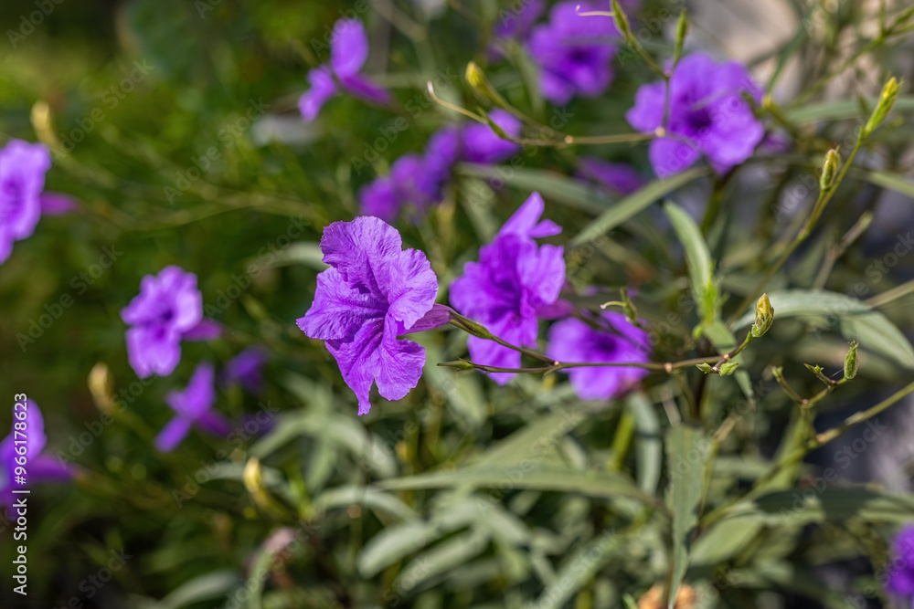 Purple ruellia tuberosa in the garden