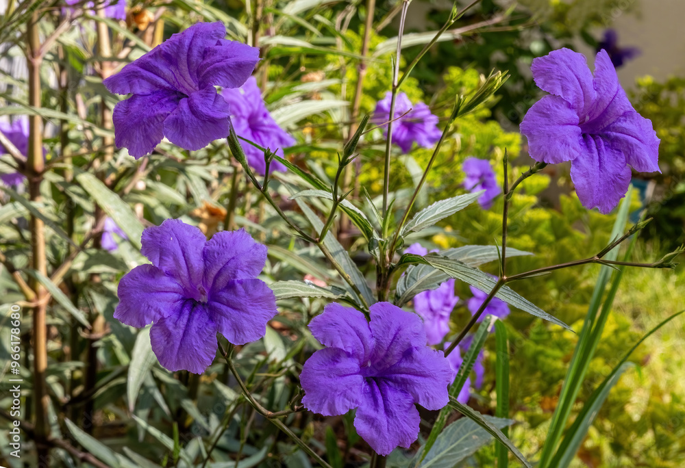 Purple ruellia tuberosa in the garden