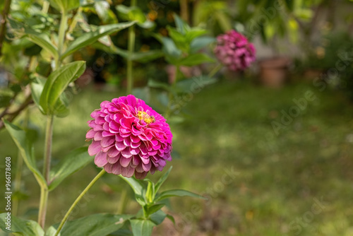 Obraz na płótnie Common zinnia (Zinnia elegans Jacq.) in Izmir, Turkey Local name: Dirty lady flower w salonie