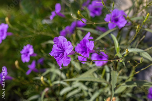 Obraz na płótnie Purple ruellia tuberosa in the garden w salonie