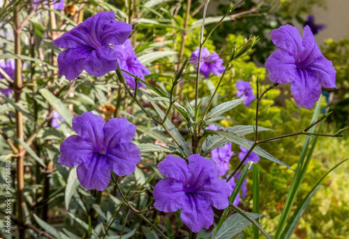 Purple ruellia tuberosa in the garden photo