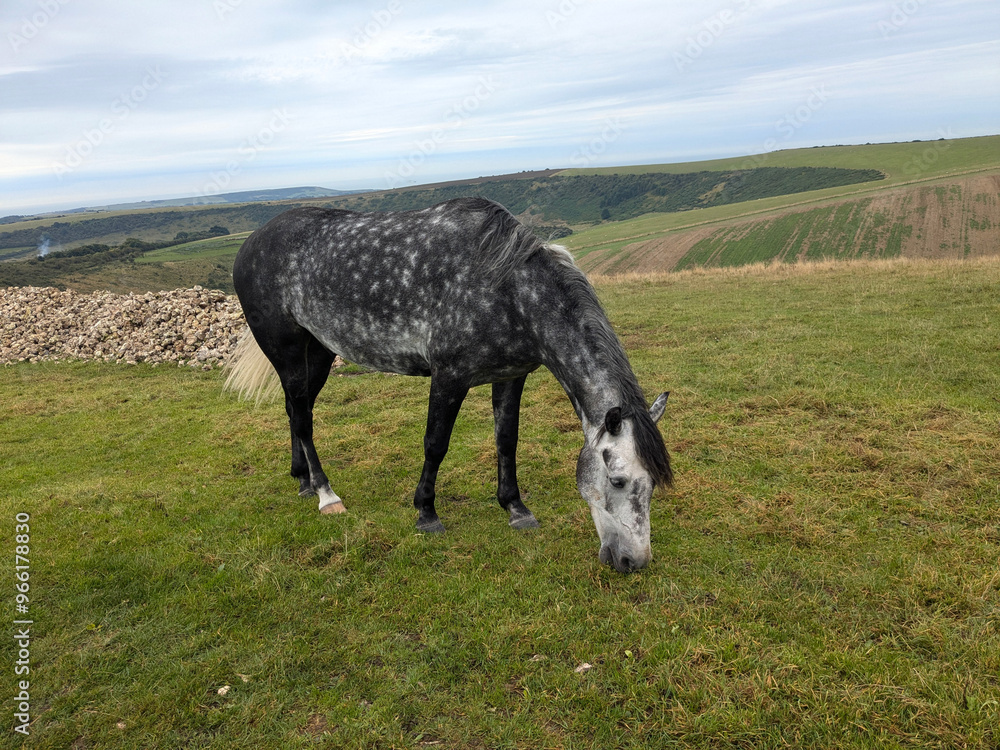 Fototapeta premium horse in the field