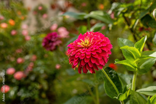 Obraz na płótnie Common zinnia (Zinnia elegans Jacq.) in Izmir, Turkey Local name: Dirty lady flower w salonie