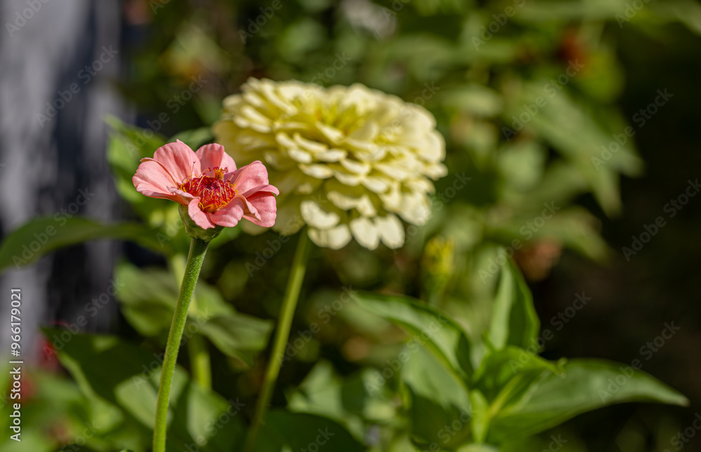 Common zinnia (Zinnia elegans Jacq.) in Izmir, Turkey Local name: Dirty lady flower