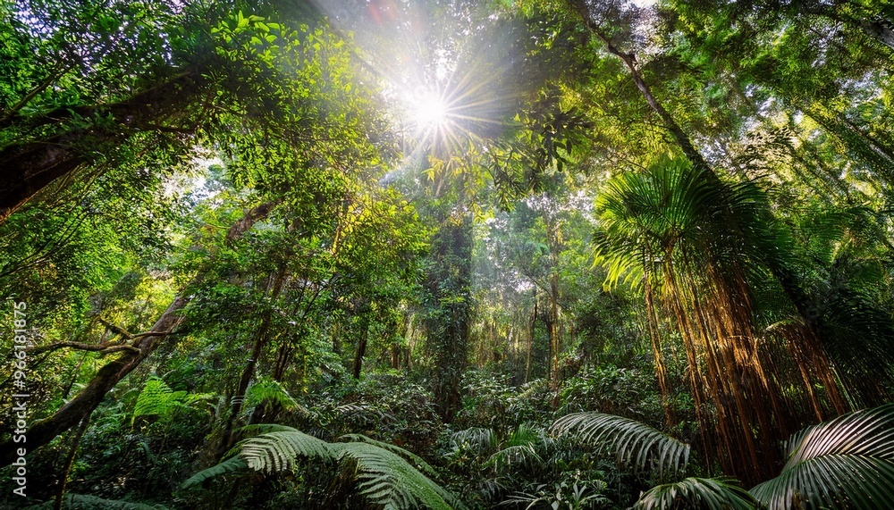 Obraz premium green forest in the morning