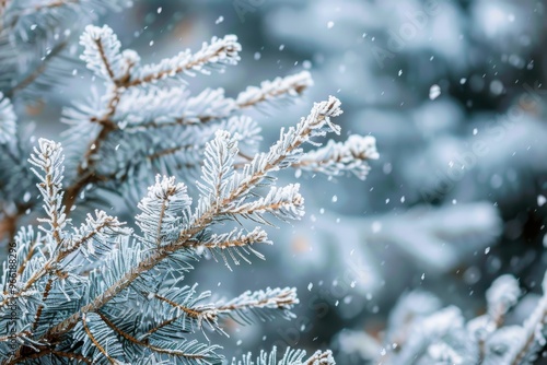 Winter scene - Frozen pine branches covered with a snow. Winter in the woods Winter christmas background - snow falling on pine tree branches.