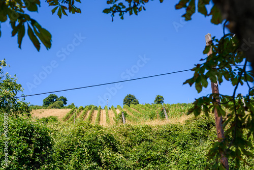 vineyard in Vienna region