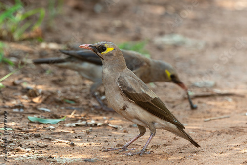 Étourneau caronculé,.Creatophora cinerea; Wattled Starling photo