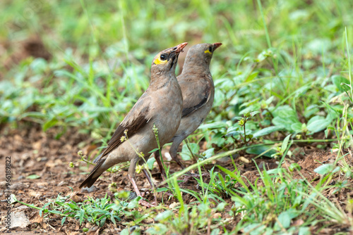 Étourneau caronculé,.Creatophora cinerea; Wattled Starling photo