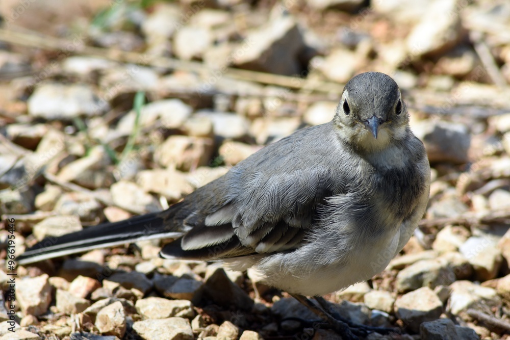 Ballerina Montana (Motacilla Clara) - Lago Sirino Ballerina Montana (Motacilla Clara) - Lago Sirino