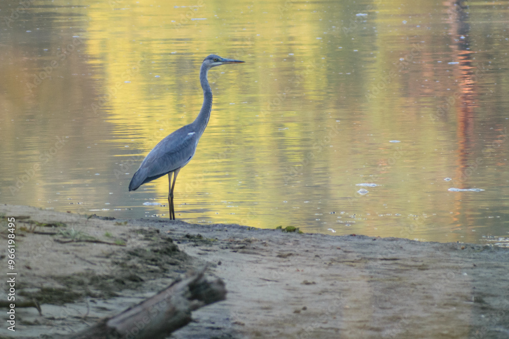 Naklejka premium great blue heron ardea alba