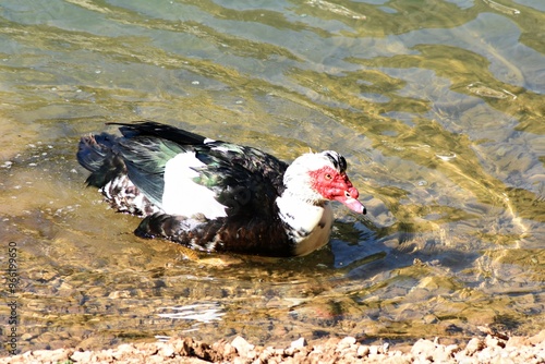 Anatra Muta o Anatra Muschiata (Cairina Moschata) - Lago Sirino