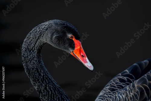 Fototapeta Naklejka Na Ścianę i Meble -  Portrait of a black swan (Cygnus atratus) Portrait of a black swan (Cygnus atratus) against a black background.