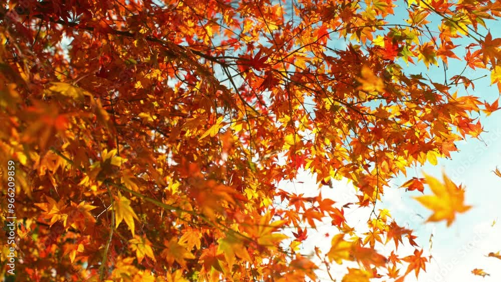 Super Slow Motion of Autumn Red Maple Leaves Wavering and Falling Down . Filmed on High Speed Cinema Camera , 1000 fps . Beautiful Autumn Moody Colored Background . Super Slow Motion of Autumn Red Maple Leaves Wavering and Falling Down . Filmed on High Speed Cinema Camera , 1000 fps . Beautiful Autumn Moody Colored Background .